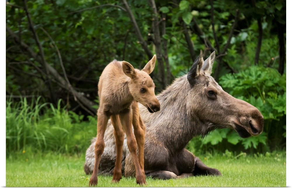 A cow moose (alces alces) relaxes on a lawn with her calf; Anchorage, Alaska, United States of America