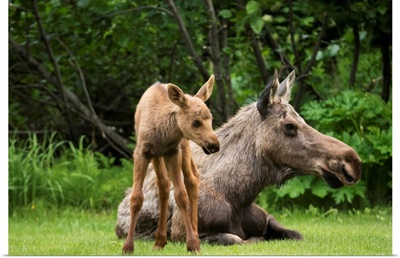 A cow moose relaxes on a lawn with her calf