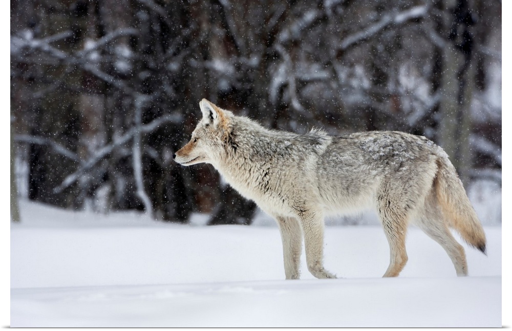 coyote in winter, with snow falling at elk island national park  alberta  canada