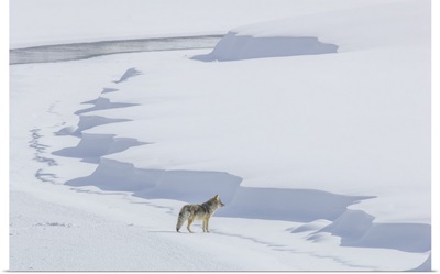A Coyote Walking On The Ice, Yellowstone National Park, Wyoming