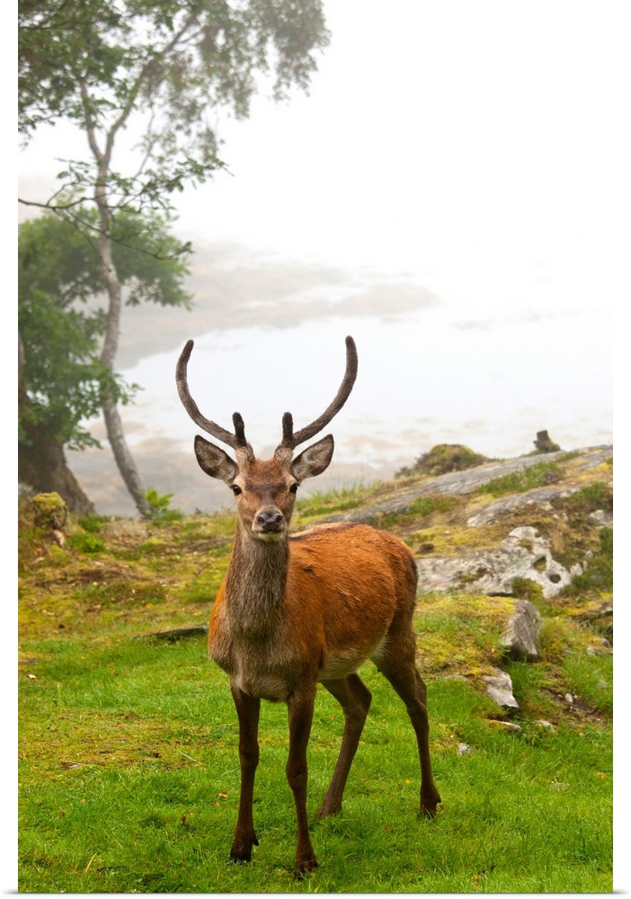 A Deer Stands In A Foggy Meadow, Argyll, Scotland