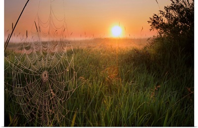 A Dew-Covered Cattle Pasture With Spider Web, Central Alberta, Canada