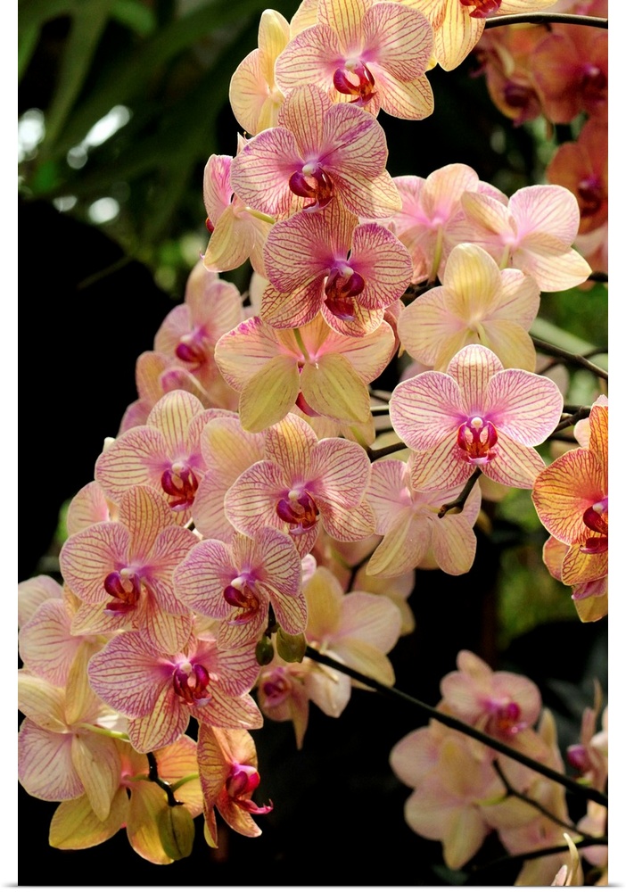 A display of a large cluster of Phalaenopsis orchids.