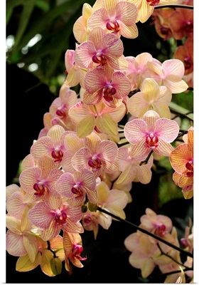A display of a large cluster of Phalaenopsis orchids.; Atlanta Botanical Garden, Atlanta, Georgia.