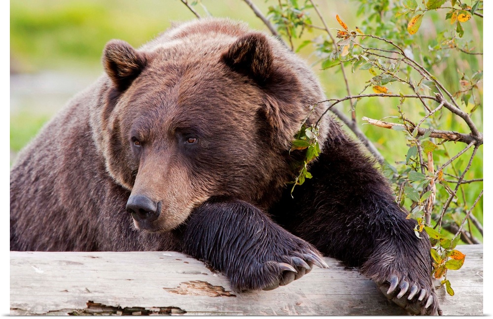 A female Brown bear lays draped over a log at AWCC near Portage, Alaska. Summer. Captive.