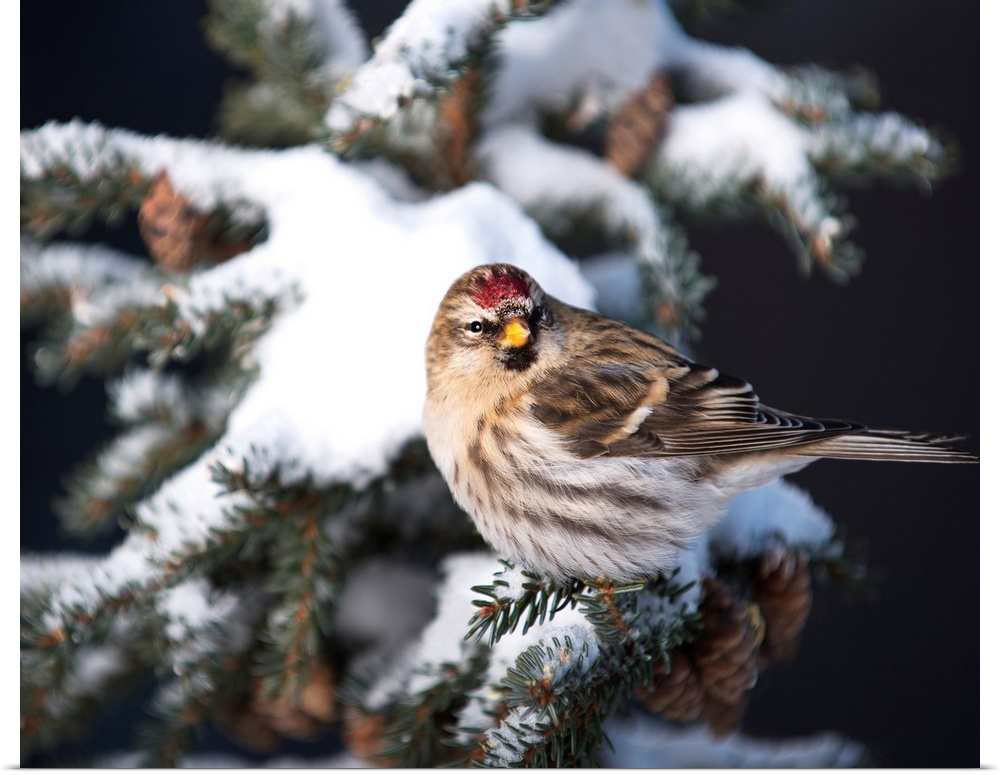 A female Common Redpoll (Carduelis flammea) perches on a snowy spruce tree on a cold day in Interior, Alaska.
