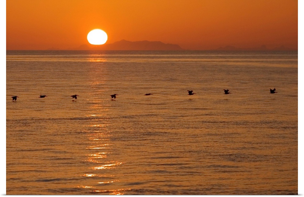 A flock of brown pelicans flying low over water at sunset.
