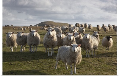 A Flock Of Sheep In A Field, Northumberland, England