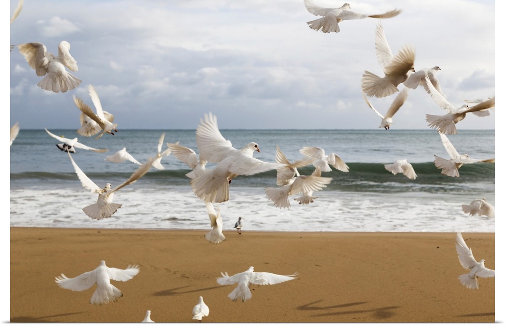 A flock of white birds takes flight on a beach at the water's edge, Benidorm, Spain.
