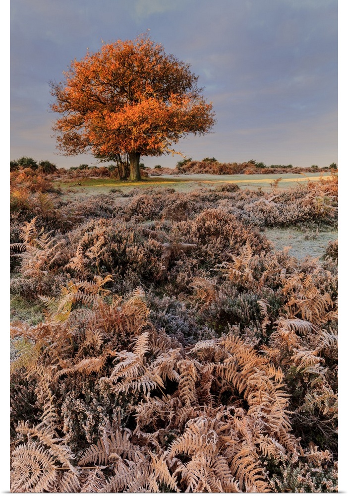 A frosty morning near Mogshade Hill in the New Forest.