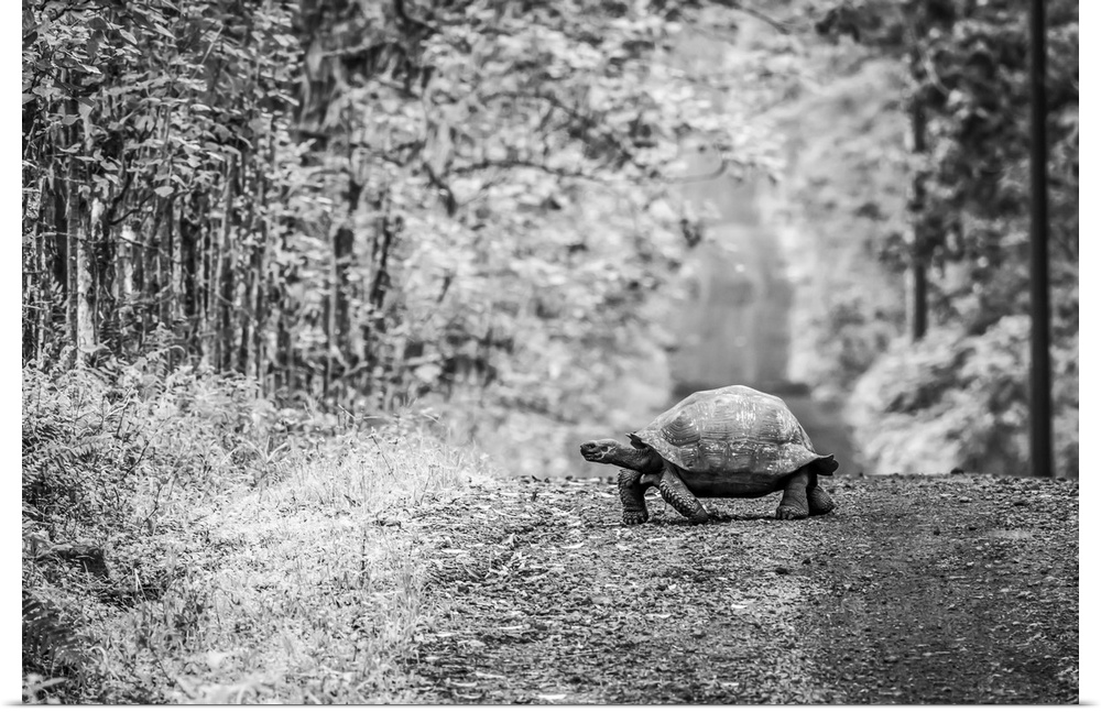A Galapagos tortoise (Geochelone nigrita) lumbers slowly across a long, straight dirt road that stretches off to the horiz...