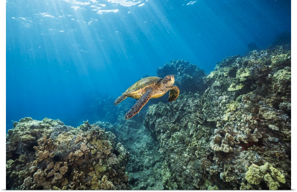 A green sea turtle (chelonia mydas), an endangered species, glides over a reef off the island of Maui, Hawaii, united stat...