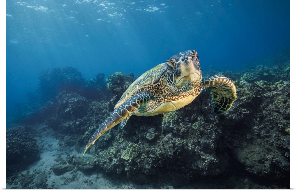 A green sea turtle (chelonia mydas), an endangered species, glides past an underwater lava ridge off Maui, Hawaii, united ...