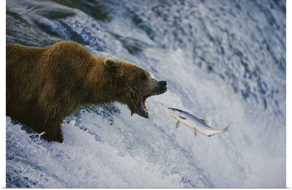 A grizzly bear opens wide for a mouth full of salmon. Brooks falls, Katmai national park and preserve, Alaska.
