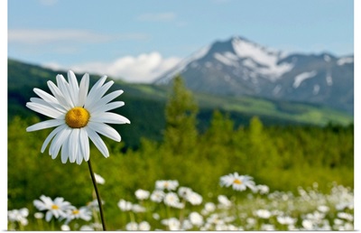 A group of daisies in the meadows of Turnagain Pass in Chugach National Forest