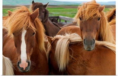 A group of Icelandic horses, Equus scandinavicus.