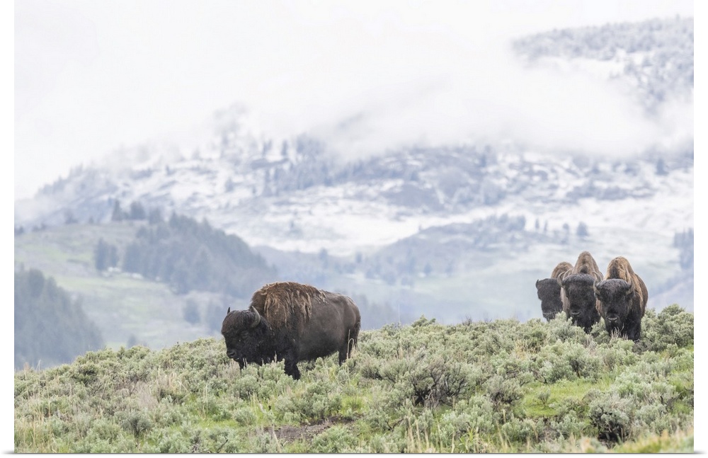 A herd of American Bison (Bison bison) grazes in a sagebrush meadow with hills and a snowy mountainside in the background ...