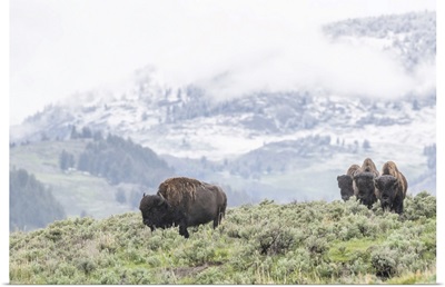 A Herd Of American Bison Grazes In A Sagebrush Meado, Yellowstone National Park, Wyoming