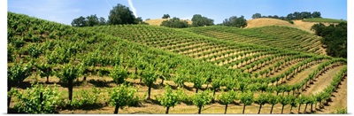 A hillside wine grape vineyard showing foliage growth, Murphy-Goode Vineyards