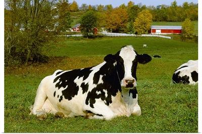 A Holstein dairy cow rests on a green pasture with dairy buildings in the background