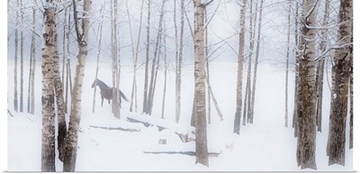 A Horse Stands Beside A Forest Of Bare Trees In Winter; Alberta, Canada