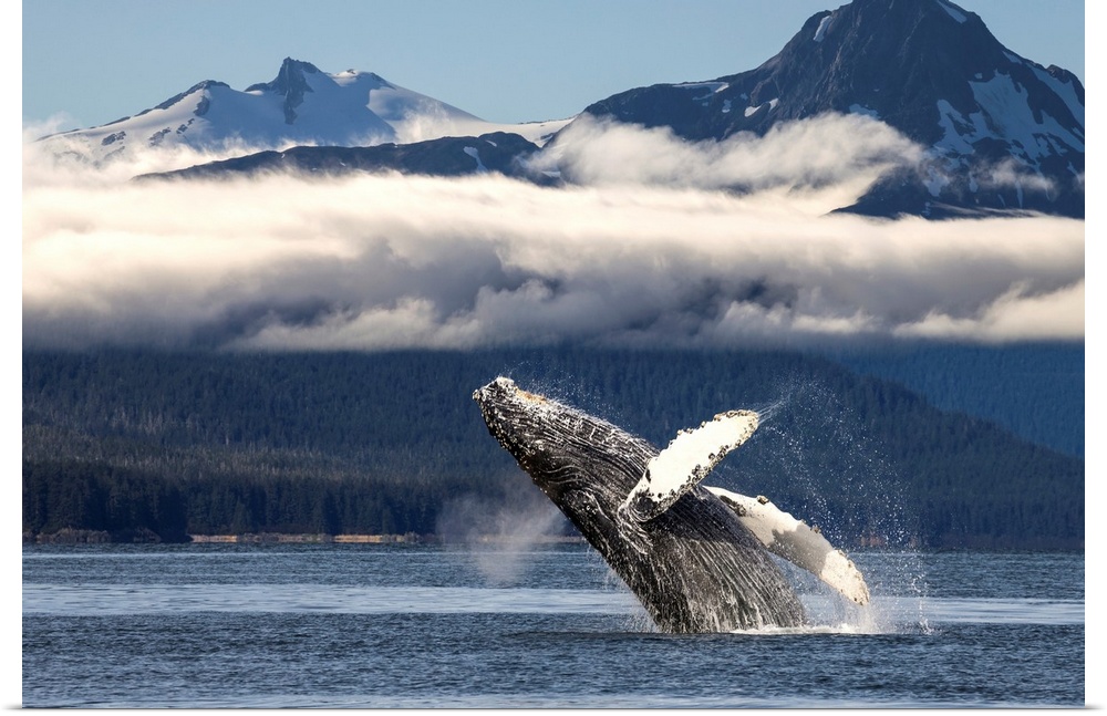 A humpback whale breaches as it leaps from the calm waters of Lynn Canal in Alaska's Inside Passage. The forested shorelin...