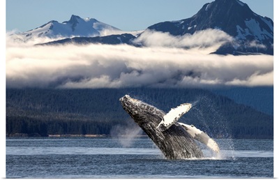 A humpback whale breaches as it leaps from Lynn Canal in Alaska's Inside Passage