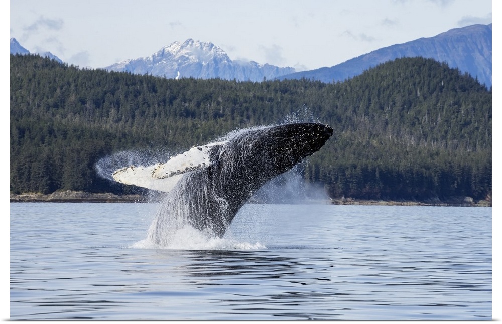 A Humpback Whale Breaches As It Leaps From The Calm Waters Of Stephens Passage Near Tracy Arm In Alaska's Inside Passage. ...