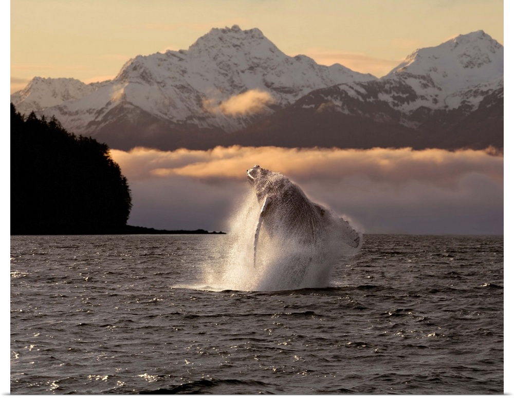 Composite:A Humpback Whale Breaches In Alaska's Inside Passage At Sunrise, Eagle Peak, Admiralty Island Beyond, Southeast,...