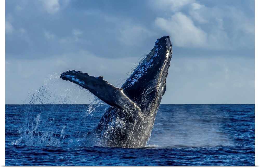 A humpback whale breaches in the Pacific Ocean.