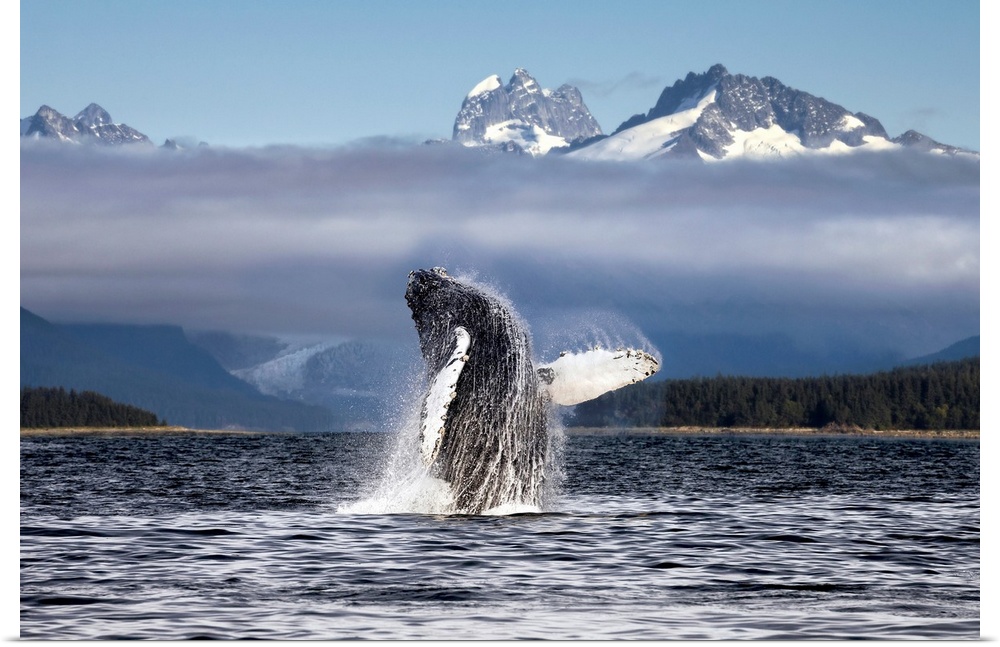 A humpback whale breaches, leaping from Lynn Canal in Alaska near Juneau. Herbert Glacier and snowcapped mountains of Coas...