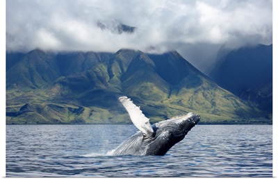 A humpback whale breaches off the coast of West Maui, Maui, Hawaii