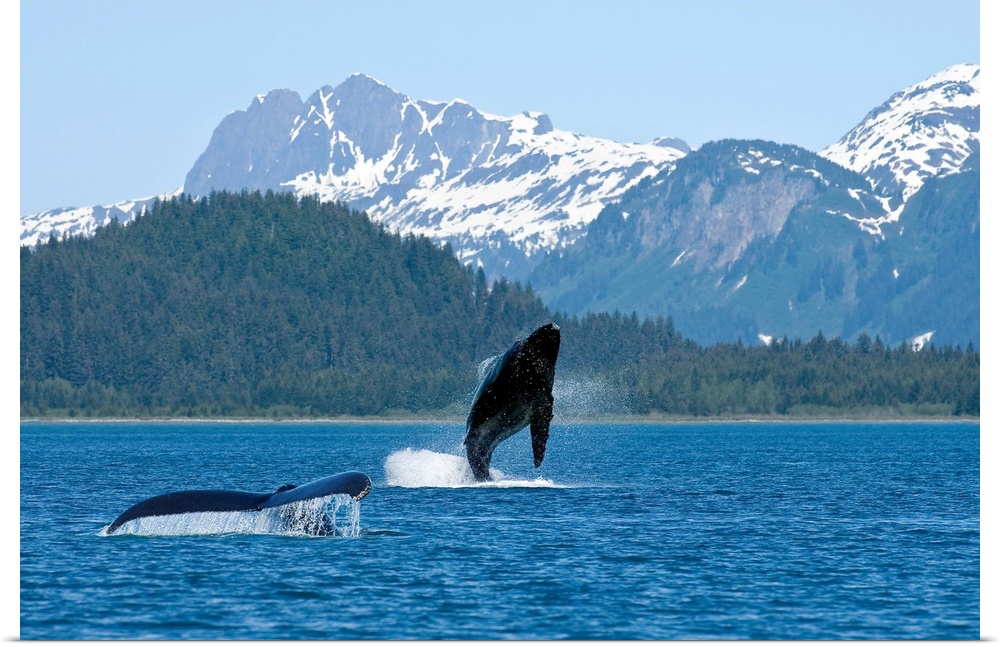 A young whale breaches Alaskan water as only its mothers tail fin is shown. Trees and snow covered mountains line the back...