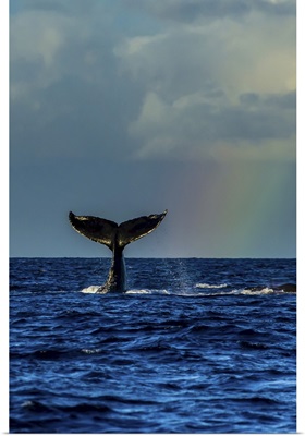 A Humpback Whale Fluke Next To A Rainbow In The Pacific Ocean