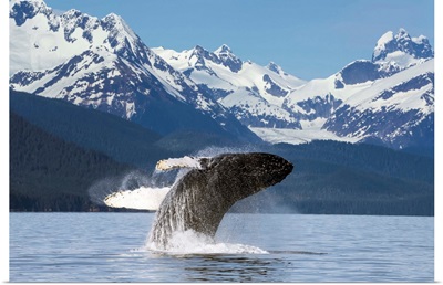 A humpback whale leaps from the calm waters of Lynn Canal in Alaska