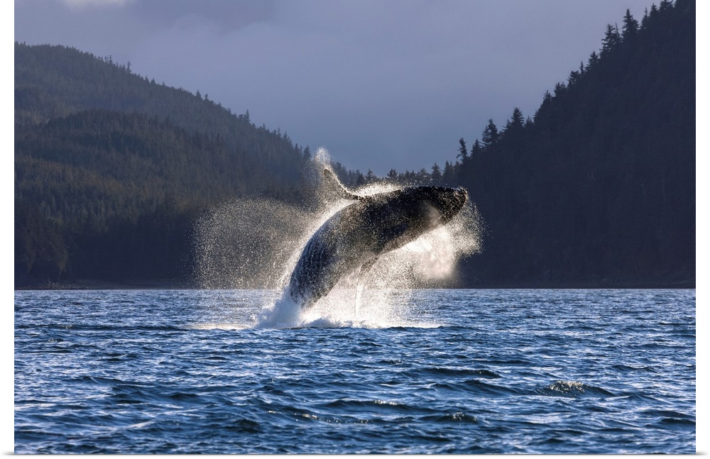 A Humpback Whale leaps from the waters of the Inside Passage near Juneau, Alaska. Favorite Passage, Shelter Island.