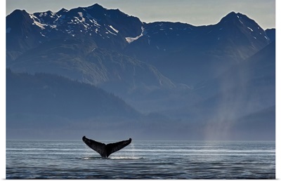 A Humpback Whale, Southeast Alaska, Alaska