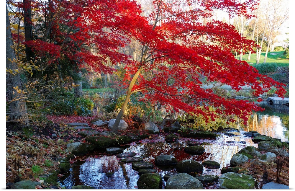 A Japanese maple with colorful, red foliage at a stream's edge.