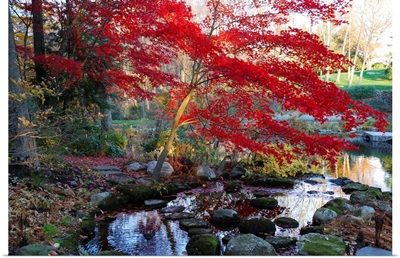 A Japanese maple with colorful, red foliage at a stream's edge.; New York.