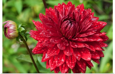 A large red dahlia flower and bud covered in water drops.; Brewster, Cape Cod, Massachusetts.