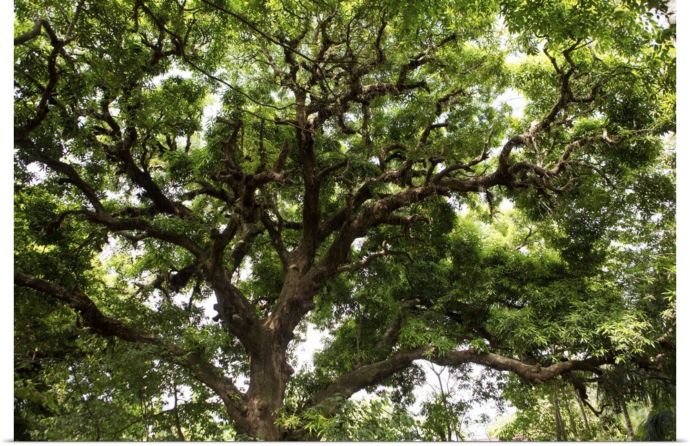 A large shady tree on Isla Coiba Island. Isla Coiba National Park, Panama