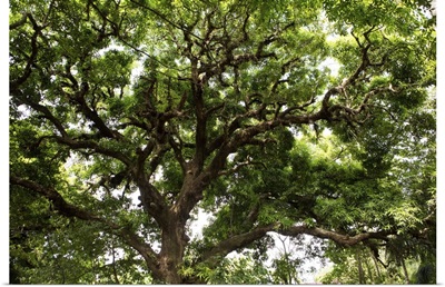 A Large Shady Tree On Isla Coiba Island, Isla Coiba National Park, Panama
