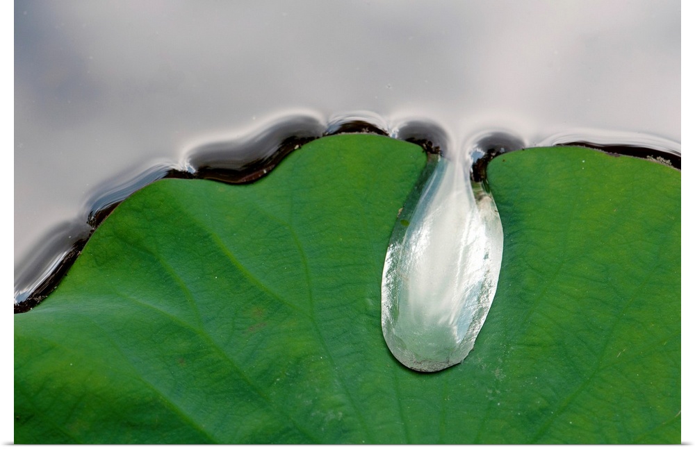 A large water drop puddling atop a water lily leaf.