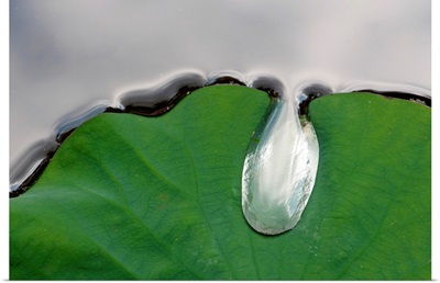 A large water drop puddling atop a water lily leaf.; Framingham, Massachusetts.