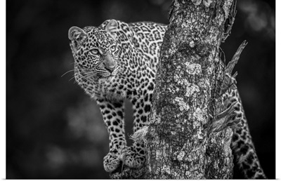 A Leopard Stands In A Tree That Is Covered In Lichen, Masai Mara, Kenya
