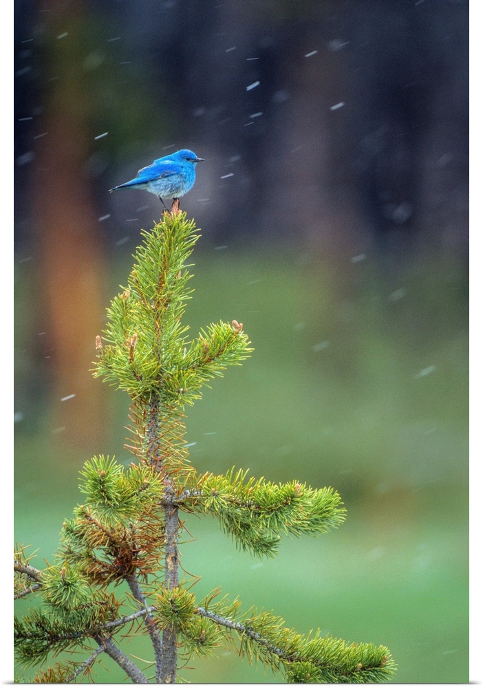 A male Mountain bluebird (Sialia currucoides) perched on the top of a small lodgepole pine (Pinus contorta), watching for ...
