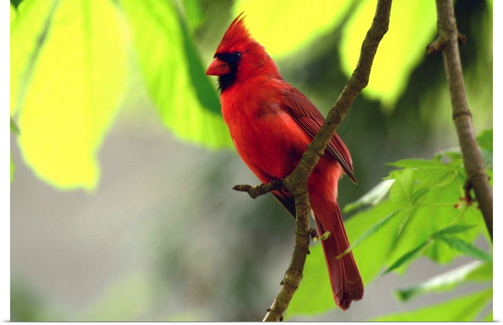 A male northern cardinal, Cardinalis cardinalis, perched on a tree branch above its nest.