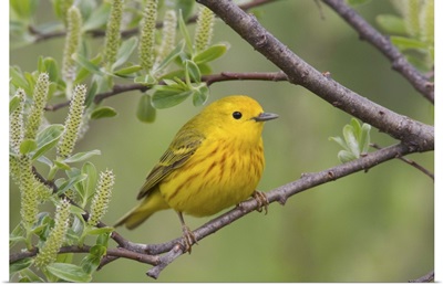 A male Yellow Warbler perched in a willow, Copper River Delta, Southcentral Alaska