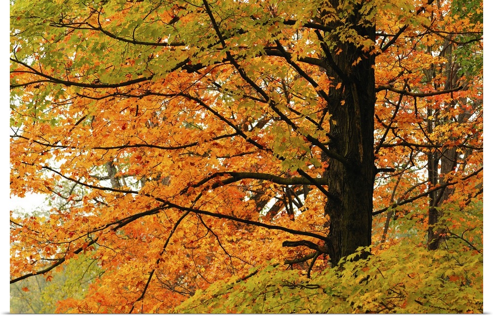 A maple tree in brilliant autumn colors. Minuteman National Historic Park, Concord, Massachusetts.