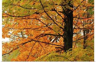 A Maple Tree In Autumn, Minuteman National Historic Park, Concord, Massachusetts